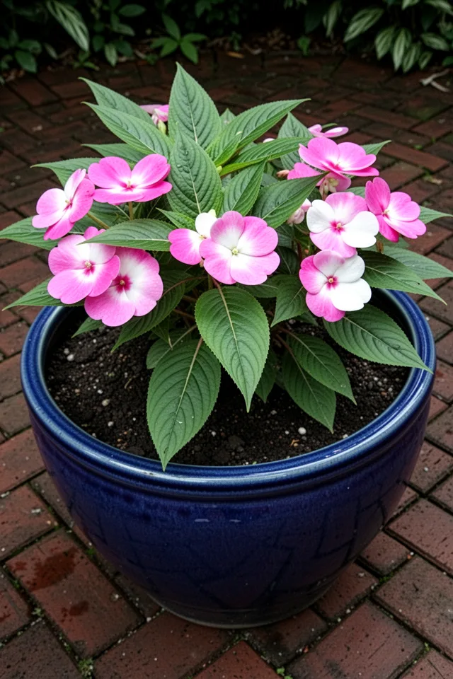 16 Container Gardening Flowers That Bloom All Season A large ceramic pot in deep shade on a brick patio. New Guinea impatiens with large pink and white flowers, broad pointed leaves with a central vein. The flowers are flat and five-petaled. The soil is dark and moist. No direct sunlight at all. The pot is glazed in a deep blue.